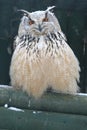 Siberian eagle owl Royalty Free Stock Photo