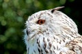 Siberian eagle owl, bubo bubo sibiricus. The biggest owl in the world Royalty Free Stock Photo