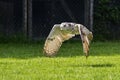 Siberian eagle owl, bubo bubo sibiricus. The biggest owl in the world Royalty Free Stock Photo