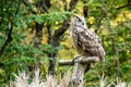 Siberian eagle owl, bubo bubo sibiricus. The biggest owl in the world Royalty Free Stock Photo
