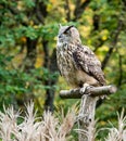 Siberian eagle owl, bubo bubo sibiricus. The biggest owl in the world Royalty Free Stock Photo