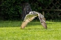 Siberian eagle owl, bubo bubo sibiricus. The biggest owl in the world Royalty Free Stock Photo