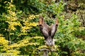 Siberian eagle owl, bubo bubo sibiricus. The biggest owl in the world Royalty Free Stock Photo