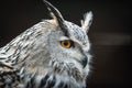 Siberian eagle owl Bubo bubo sibiricus. Royalty Free Stock Photo