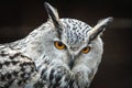 Siberian eagle owl Bubo bubo sibiricus. Royalty Free Stock Photo