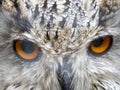 Siberian eagle owl bubo sibiricus close up eyes portrait Royalty Free Stock Photo