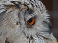 Siberian eagle owl bubo sibiricus close up eyes portrait Royalty Free Stock Photo