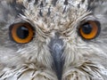 Siberian eagle owl bubo sibiricus close up eyes portrait Royalty Free Stock Photo