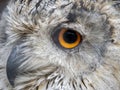 Siberian eagle owl bubo sibiricus close up eyes portrait Royalty Free Stock Photo