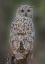 Siberian eagle owl, Bubo bubo sibiricus. Portrait. Close up Royalty Free Stock Photo