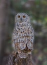 Siberian eagle owl, Bubo bubo sibiricus. Portrait Royalty Free Stock Photo