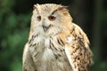 Siberian eagle owl Royalty Free Stock Photo