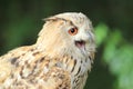Siberian eagle owl Royalty Free Stock Photo
