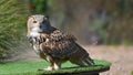 Siberian eagle owl in the foreground Royalty Free Stock Photo