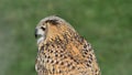 Siberian eagle owl in the foreground Royalty Free Stock Photo