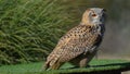 Siberian eagle owl in the foreground Royalty Free Stock Photo