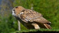 Siberian eagle owl in the foreground Royalty Free Stock Photo