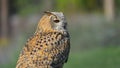 Siberian eagle owl in the foreground Royalty Free Stock Photo