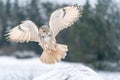 Siberian Eagle Owl landing down to rock with forest in the background. Landing touch down with widely spread wings in Royalty Free Stock Photo