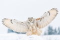 Siberian Eagle Owl landing down to rock with snow. Landing touch down with widely spread wings in the cold winter Royalty Free Stock Photo