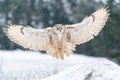 Siberian Eagle Owl landing down to rock with snow. Landing touch down with widely spread wings in the cold winter Royalty Free Stock Photo