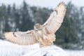 Siberian Eagle Owl landing down. Touch down to rock with snow Big owl with widely spread wings in the cold winter Royalty Free Stock Photo