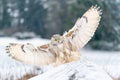 Siberian Eagle Owl landing down. Touch down to rock with snow Big owl with widely spread wings in the cold winter Royalty Free Stock Photo