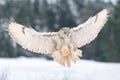 Siberian Eagle Owl landing down. Touch down to rock with snow Big owl with widely spread wings in the cold winter Royalty Free Stock Photo