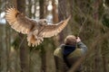 Siberian eagle owl landing on a falconer hands. Royalty Free Stock Photo