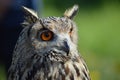 Siberian eagle owl Royalty Free Stock Photo