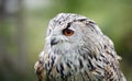 Siberian eagle owl posing for its head shots