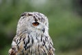 Siberian eagle owl posing for its head shots