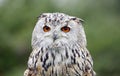 Siberian eagle owl posing for its head shots