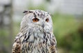 Siberian eagle owl posing for its head shots