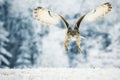 Siberian Eagle Owl