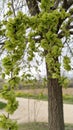 Siberian elm fruits and leaves Royalty Free Stock Photo