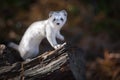 Siberian Ermine During The Color Change To Winter Sitting On A Fallen Tree. Rare Animal Of Altai Mountains From The International