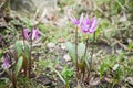 Siberian fawn lily Erythronium sibiricum