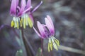 Siberian fawn lily Erythronium sibiricum