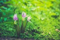 Siberian fawn lily Erythronium sibiricum