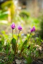 Siberian fawn lily Erythronium sibiricum