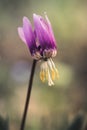 Siberian fawn lily Erythronium sibiricum