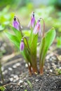 Siberian fawn lily Erythronium sibiricum