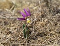 Siberian Fawn Lily in habitat, disclosed with pollen.