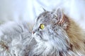 Siberian fluffy cat