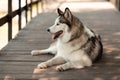 Siberian fluffy husky. Favorite pet, cute dog