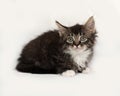 Siberian fluffy tabby kitten lies on gray