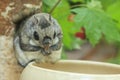 Siberian flying squirrel