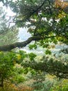 Siberian forest in autemn