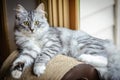 Siberian Forest Cat Kitten